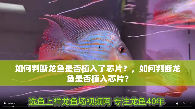 如何判斷龍魚是否植入了芯片？，如何判斷龍魚是否植入芯片？
