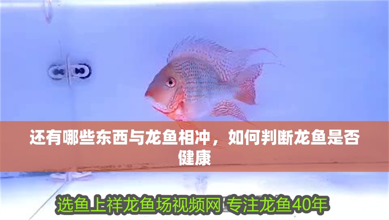 還有哪些東西與龍魚相沖，如何判斷龍魚是否健康