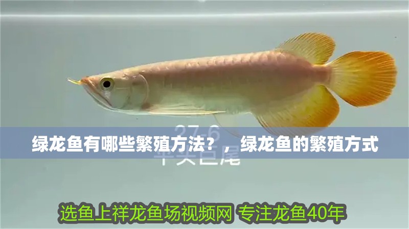 綠龍魚有哪些繁殖方法？，綠龍魚的繁殖方式