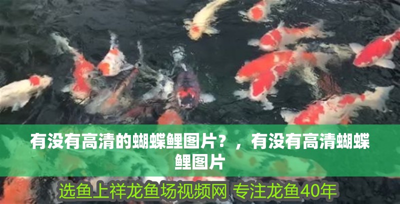 有沒有高清的蝴蝶鯉圖片？，有沒有高清蝴蝶鯉圖片