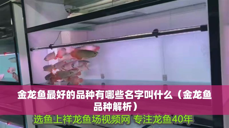 金龍魚最好的品種有哪些名字叫什么（金龍魚品種解析）