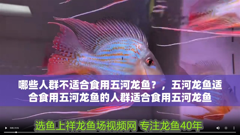 哪些人群不適合食用五河龍魚？，五河龍魚適合食用五河龍魚的人群適合食用五河龍魚