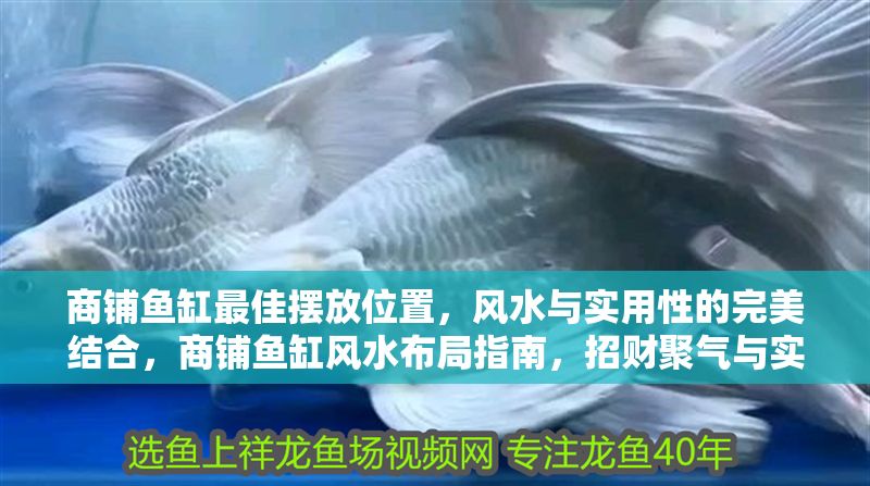商鋪魚缸最佳擺放位置，風水與實用性的完美結合，商鋪魚缸風水布局指南，招財聚氣與實用擺放的黃金法則