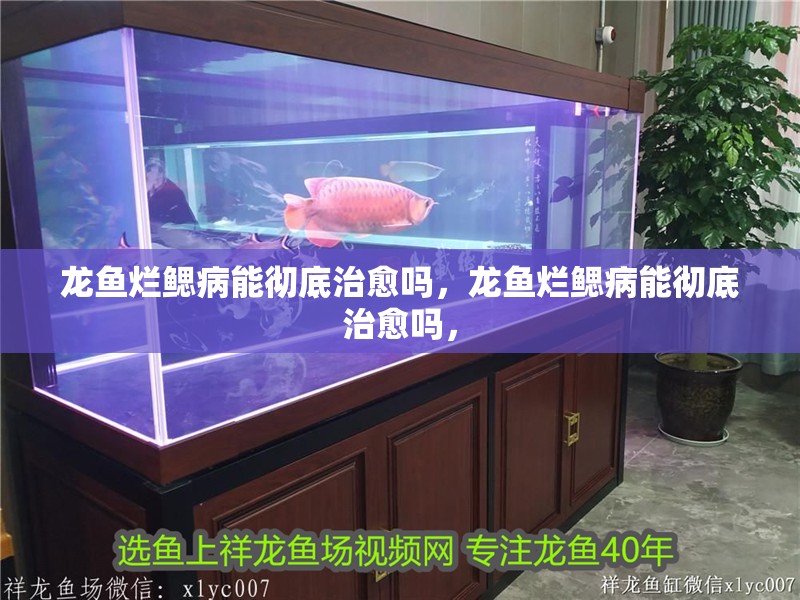 龍魚爛鰓病能徹底治愈嗎，龍魚爛鰓病能徹底治愈嗎，