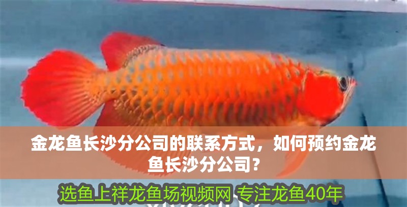 金龍魚長沙分公司的聯(lián)系方式，如何預約金龍魚長沙分公司？