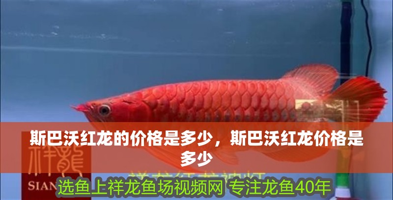 斯巴沃紅龍的價格是多少，斯巴沃紅龍價格是多少