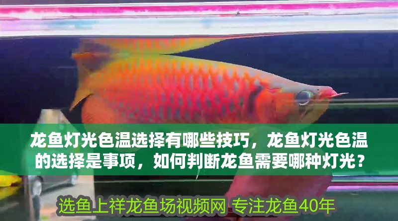 龍魚燈光色溫選擇有哪些技巧，龍魚燈光色溫的選擇是事項，如何判斷龍魚需要哪種燈光？