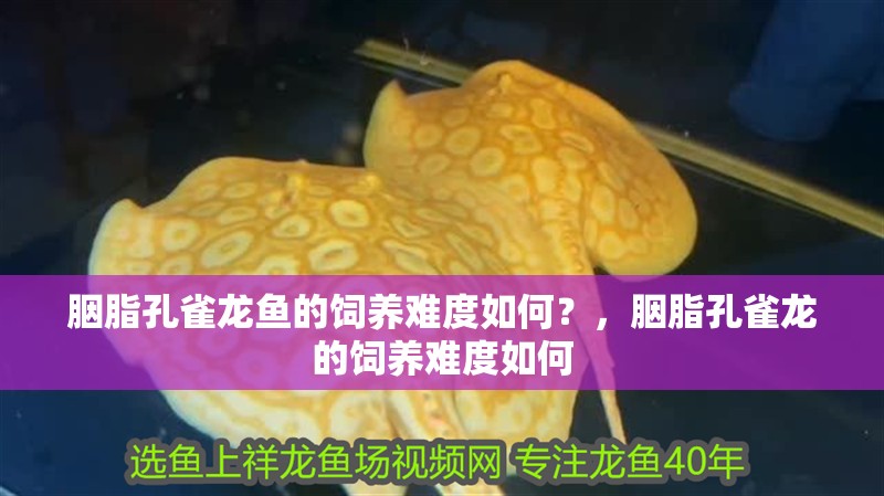 胭脂孔雀龍魚的飼養難度如何？，胭脂孔雀龍的飼養難度如何