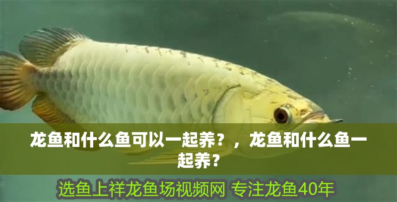 龍魚和什么魚可以一起養(yǎng)？，龍魚和什么魚一起養(yǎng)？