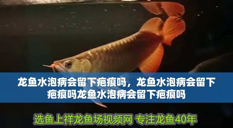 龍魚水泡病會留下疤痕嗎，龍魚水泡病會留下疤痕嗎龍魚水泡病會留下疤痕嗎