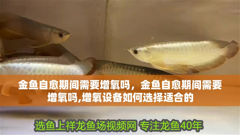 金魚自愈期間需要增氧嗎，金魚自愈期間需要增氧嗎,增氧設(shè)備如何選擇適合的