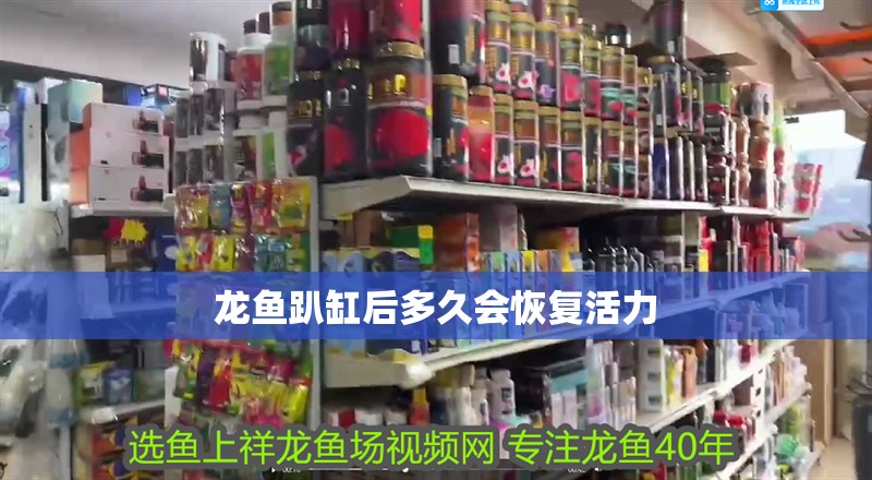 龍魚趴缸后多久會恢復活力