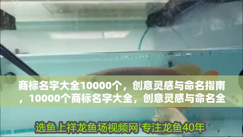 商標名字大全10000個,創意靈感與命名指南,10000個商標名字大全,創意靈感與命名全指南 龍魚百科 第1張 商標名字大全10000個,創意靈感與命名指南,10000個商標名字大全,創意靈感與命名全指南 商標名字大全10000個,創意靈感與命名指南,10000個商標名字大全,創意靈感與命名全指南 龍魚百科 第1張