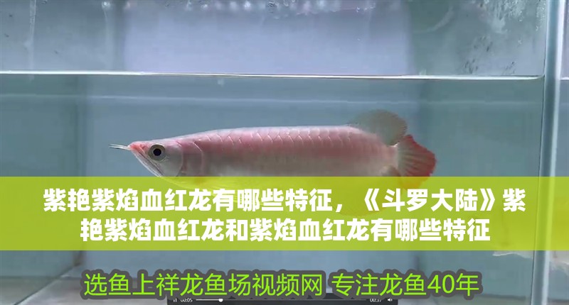 紫艷紫焰血紅龍有哪些特征，《斗羅大陸》紫艷紫焰血紅龍和紫焰血紅龍有哪些特征