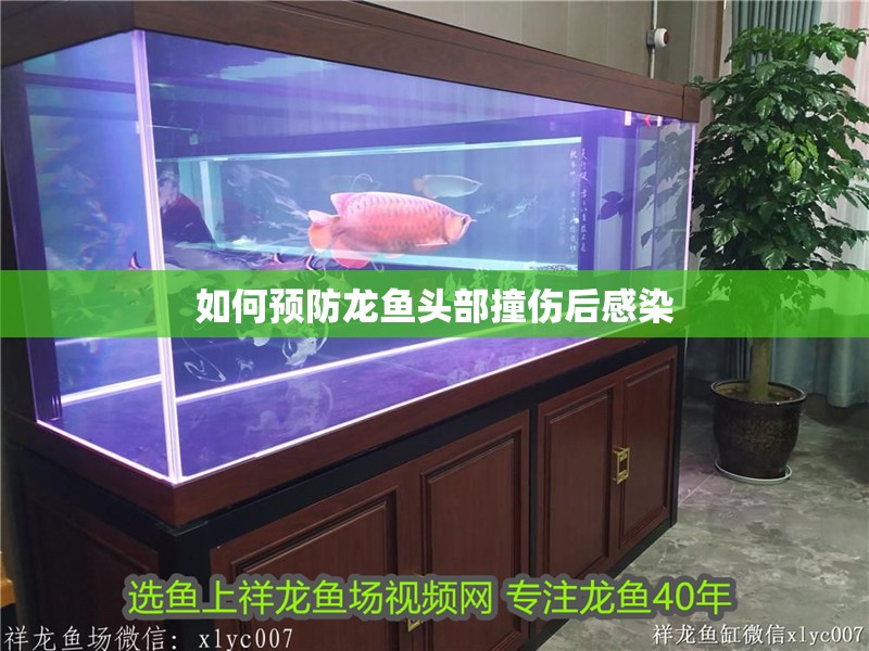 如何預防龍魚頭部撞傷后感染