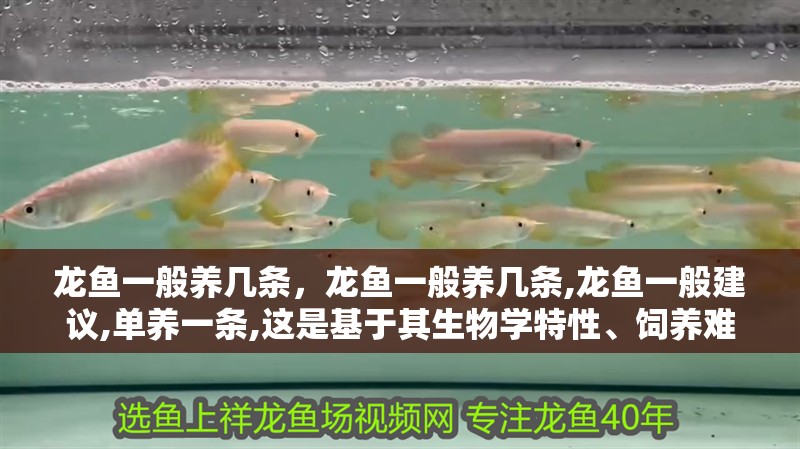 龍魚一般養(yǎng)幾條，龍魚一般養(yǎng)幾條,龍魚一般建議,單養(yǎng)一條,這是基于其生物學(xué)特性、飼養(yǎng)難度和觀賞價值綜合考量后的最優(yōu)選擇