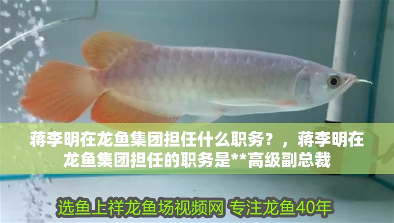 蔣李明在龍魚集團擔任什么職務(wù)？，蔣李明在龍魚集團擔任的職務(wù)是**高級副總裁