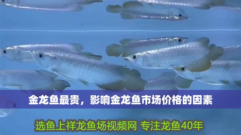 金龍魚最貴，影響金龍魚市場價格的因素