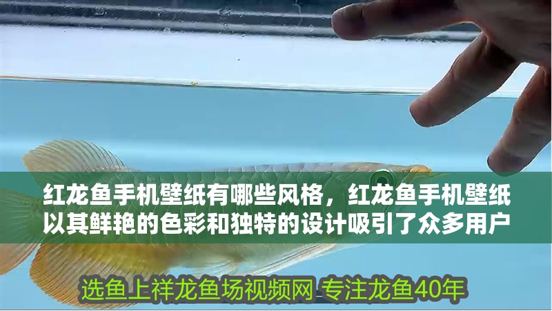 紅龍魚手機壁紙有哪些風格，紅龍魚手機壁紙以其鮮艷的色彩和獨特的設計吸引了眾多用戶