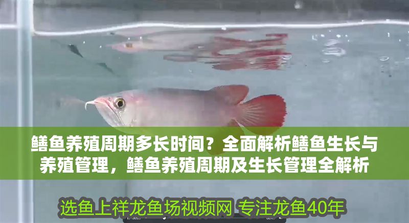 鱔魚養殖周期多長時間？全面解析鱔魚生長與養殖管理，鱔魚養殖周期及生長管理全解析