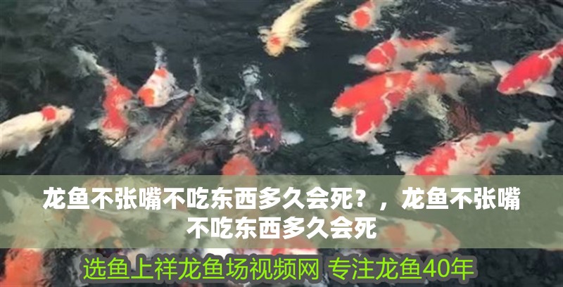 龍魚不張嘴不吃東西多久會死?,龍魚不張嘴不吃東西多久會死