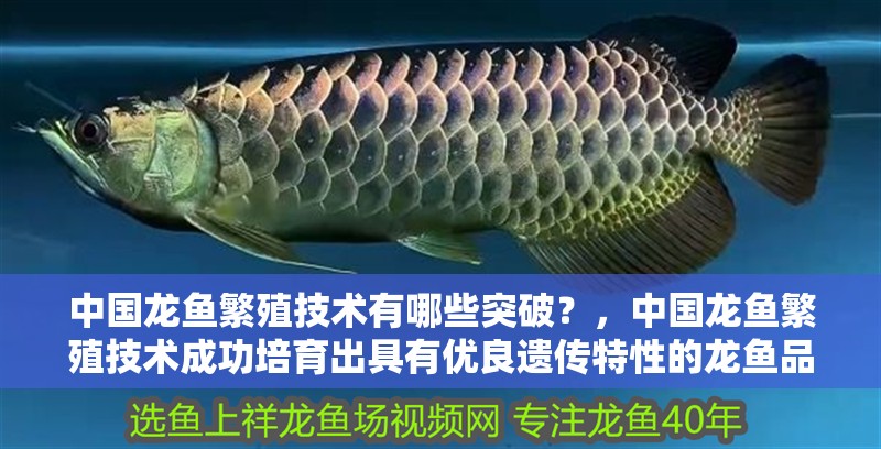 中國龍魚繁殖技術有哪些突破?,中國龍魚繁殖技術成功培育出具有優良遺傳特性的龍魚品種
