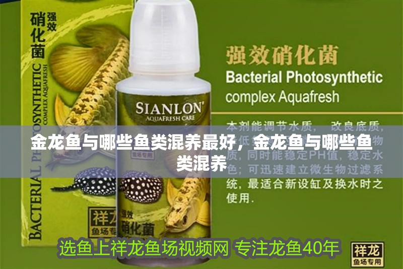 金龍魚與哪些魚類混養(yǎng)最好，金龍魚與哪些魚類混養(yǎng)