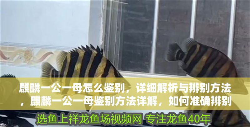 麒麟一公一母怎么鑒別，詳細解析與辨別方法，麒麟一公一母鑒別方法詳解，如何準確辨別雌雄麒麟