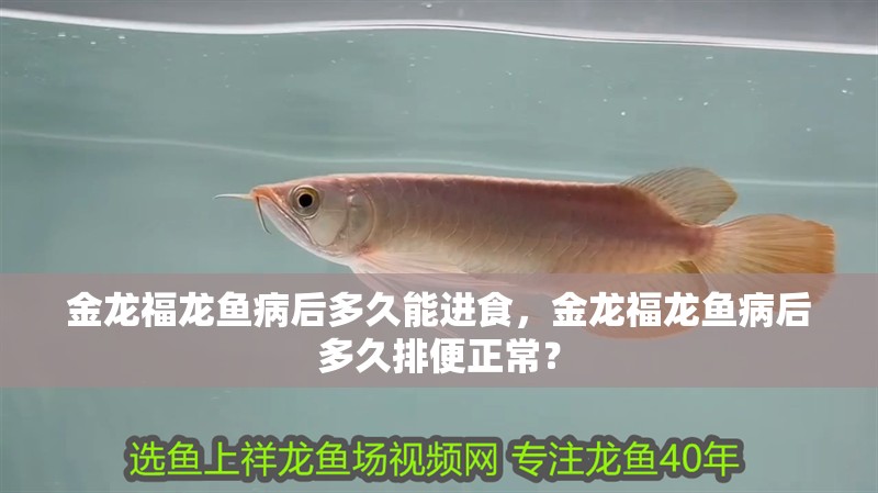 金龍福龍魚病后多久能進食，金龍福龍魚病后多久排便正常？