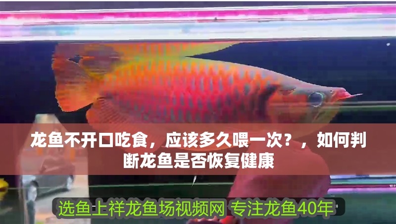 龍魚不開口吃食，應該多久喂一次？，如何判斷龍魚是否恢復健康