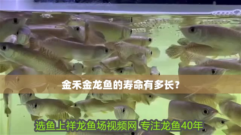 金禾金龍魚的壽命有多長？