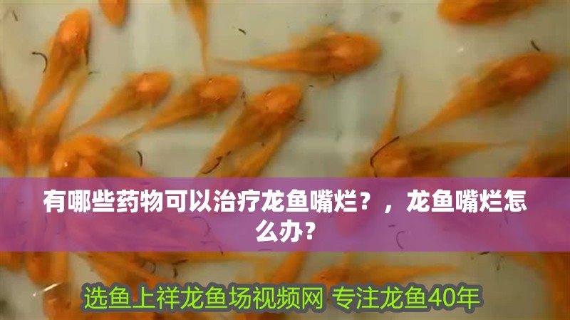 有哪些藥物可以治療龍魚嘴爛？，龍魚嘴爛怎么辦？