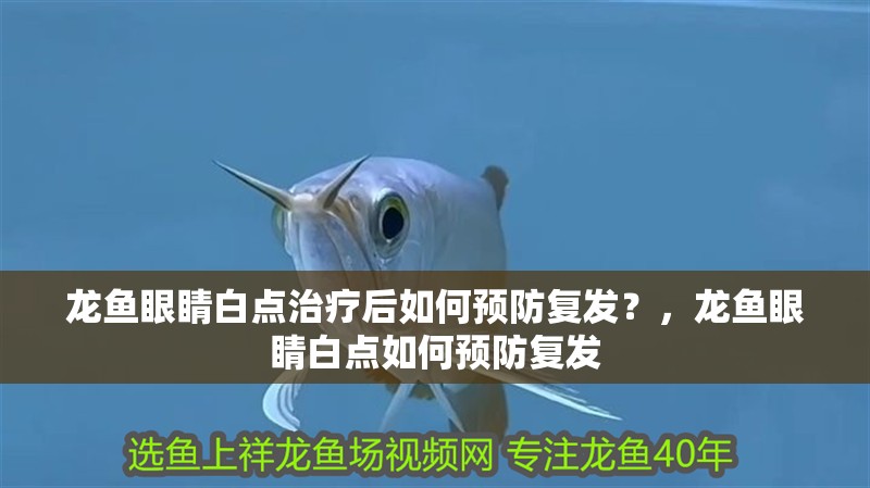 龍魚眼睛白點治療后如何預防復發？，龍魚眼睛白點如何預防復發