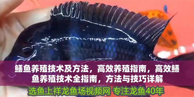 鱔魚養殖技術及方法,高效養殖指南,高效鱔魚養殖技術全指南,方法與技巧詳解 龍魚百科 第1張 鱔魚養殖技術及方法,高效養殖指南,高效鱔魚養殖技術全指南,方法與技巧詳解 鱔魚養殖技術及方法,高效養殖指南,高效鱔魚養殖技術全指南,方法與技巧詳解 龍魚百科 第1張