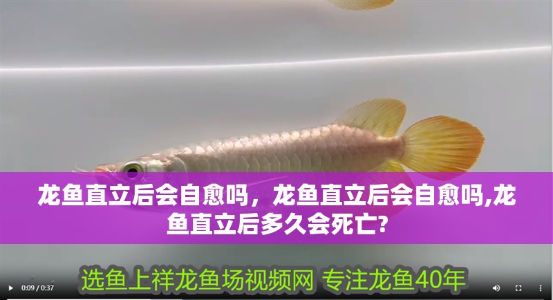 龍魚直立后會自愈嗎，龍魚直立后會自愈嗎,龍魚直立后多久會死亡?
