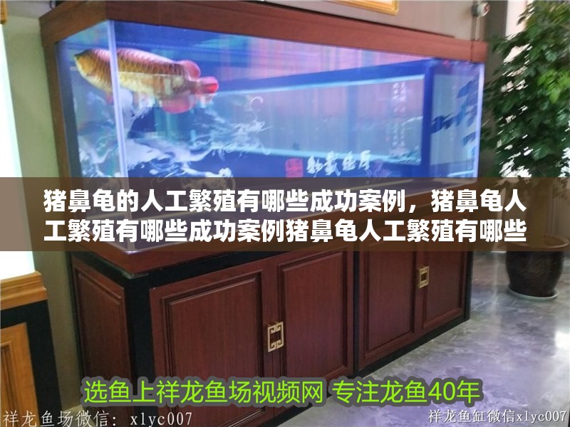 豬鼻龜的人工繁殖有哪些成功案例，豬鼻龜人工繁殖有哪些成功案例豬鼻龜人工繁殖有哪些成功案例