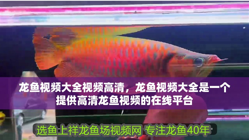 龍魚視頻大全視頻高清，龍魚視頻大全是一個提供高清龍魚視頻的在線平臺