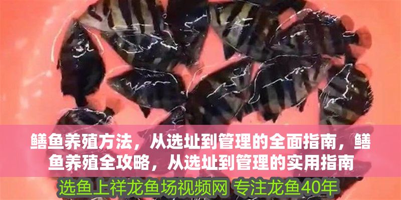 鱔魚養殖方法，從選址到管理的全面指南，鱔魚養殖全攻略，從選址到管理的實用指南 鱔魚養殖方法，從選址到管理的全面指南，鱔魚養殖全攻略，從選址到管理的實用指南 龍魚百科 第1張