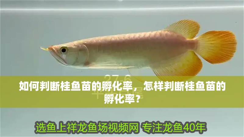 如何判斷桂魚(yú)苗的孵化率，怎樣判斷桂魚(yú)苗的孵化率？