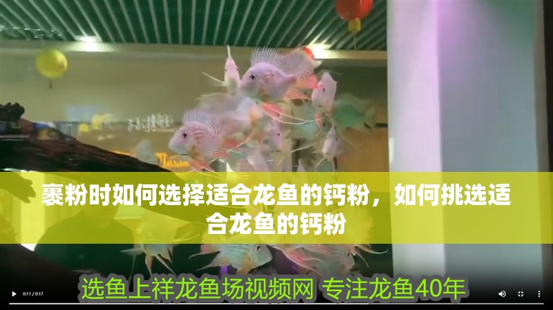 裹粉時如何選擇適合龍魚的鈣粉，如何挑選適合龍魚的鈣粉
