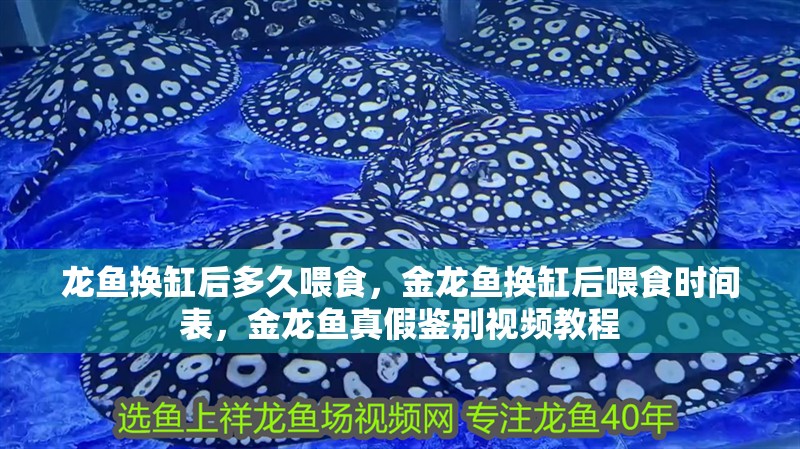 龍魚換缸后多久喂食，金龍魚換缸后喂食時間表，金龍魚真假鑒別視頻教程
