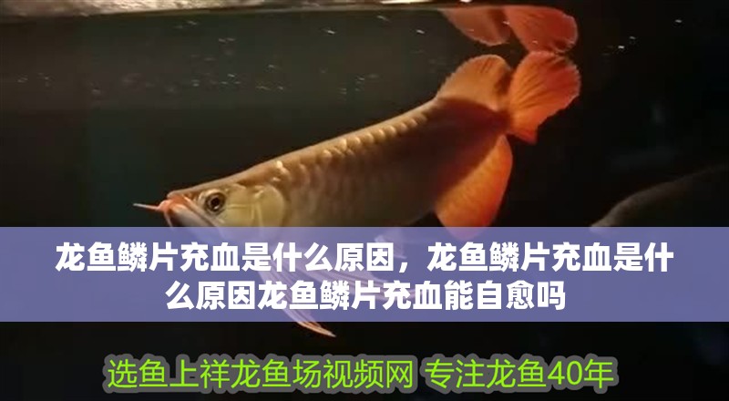 龍魚鱗片充血是什么原因，龍魚鱗片充血是什么原因龍魚鱗片充血能自愈嗎