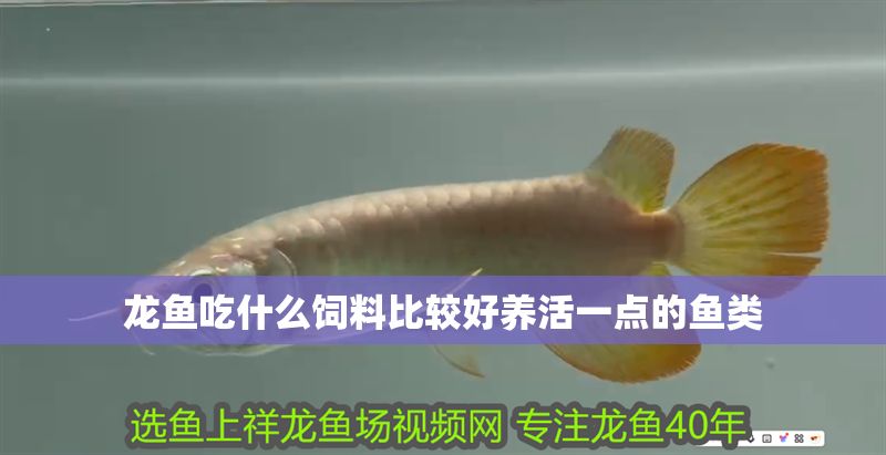 龍魚吃什么飼料比較好養活一點的魚類