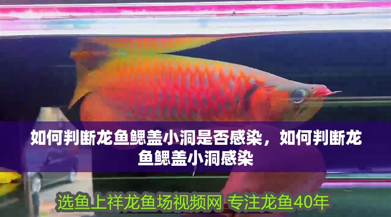 如何判斷龍魚鰓蓋小洞是否感染，如何判斷龍魚鰓蓋小洞感染
