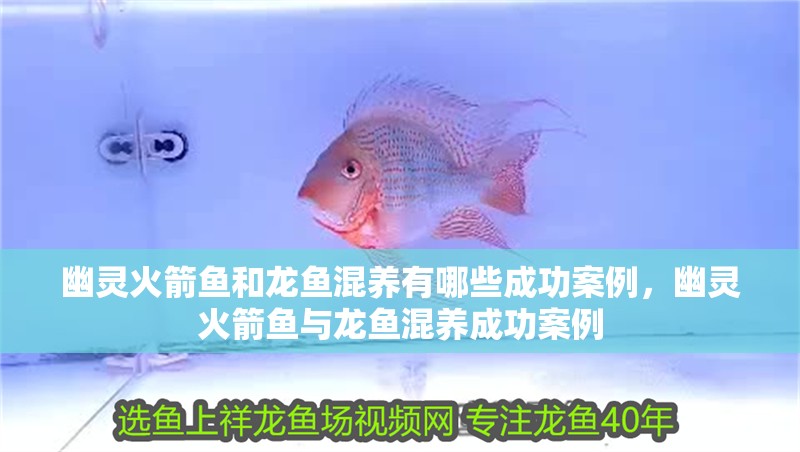 幽靈火箭魚和龍魚混養有哪些成功案例，幽靈火箭魚與龍魚混養成功案例