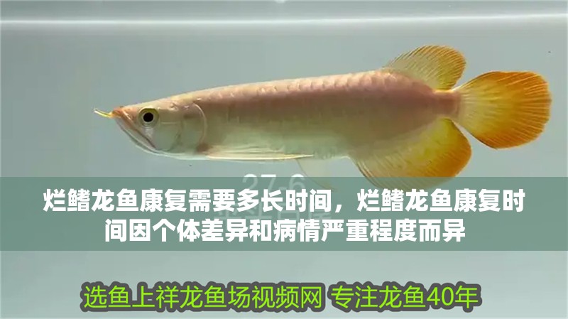 爛鰭龍魚康復需要多長時間，爛鰭龍魚康復時間因個體差異和病情嚴重程度而異