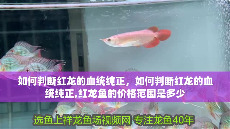 如何判斷紅龍的血統純正，如何判斷紅龍的血統純正,紅龍魚的價格范圍是多少