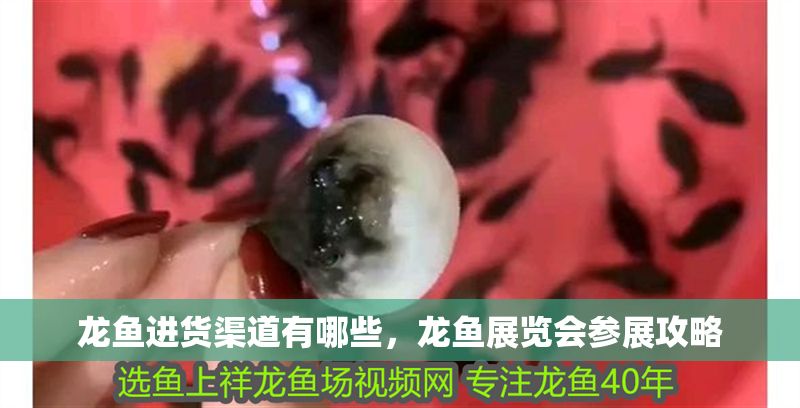 龍魚進貨渠道有哪些，龍魚展覽會參展攻略