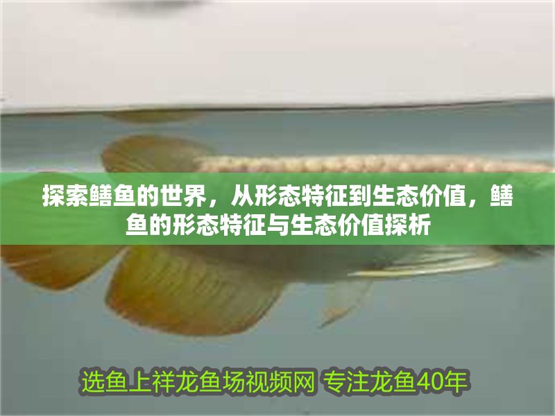 探索鱔魚的世界，從形態特征到生態價值，鱔魚的形態特征與生態價值探析
