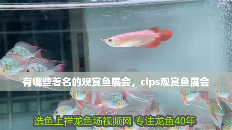 有哪些著名的觀賞魚(yú)展會(huì)，cips觀賞魚(yú)展會(huì)